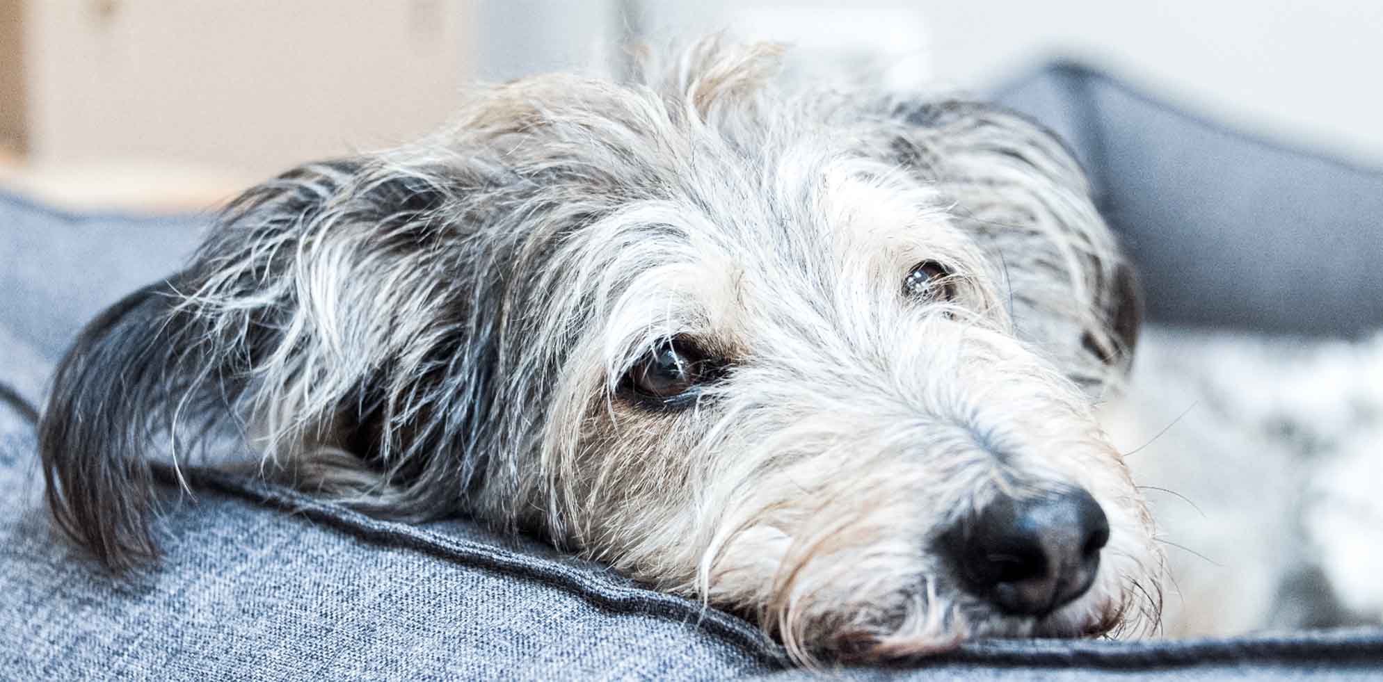 bruno-hund-silke-knörk bruno-hund-silke-knörk