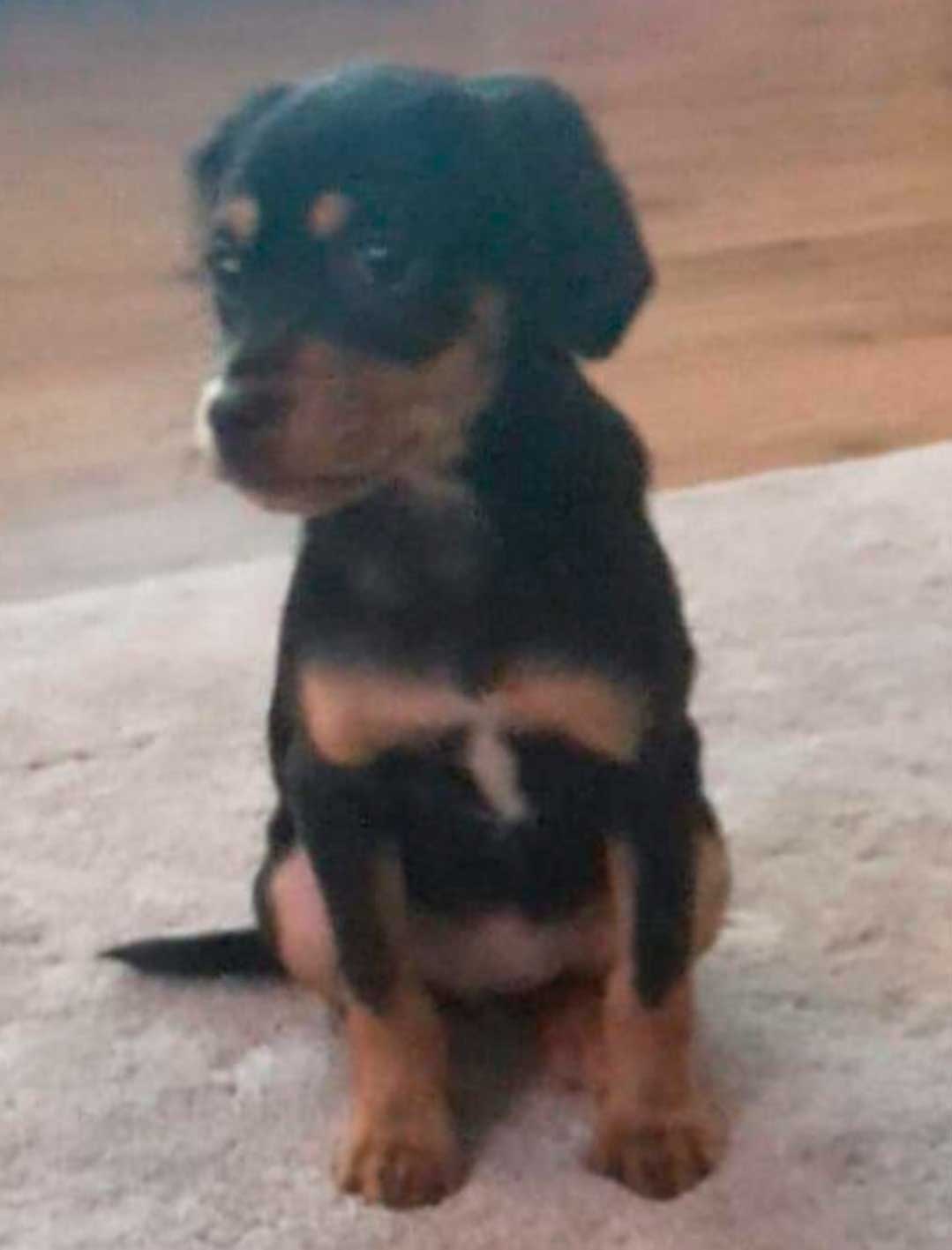 hund-miniporträt hund-miniporträt