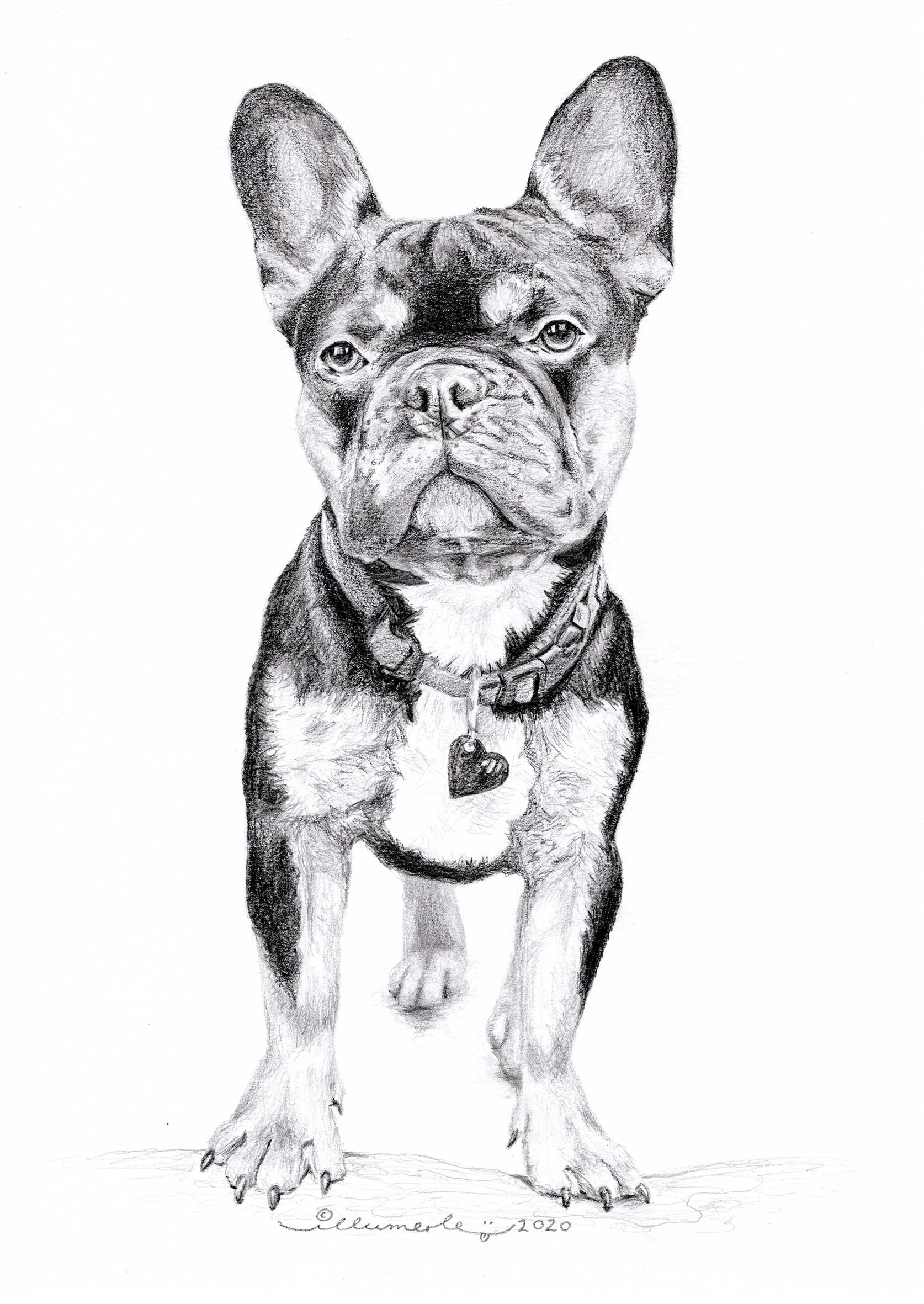 porträt-detail-peanut-hundeportrait